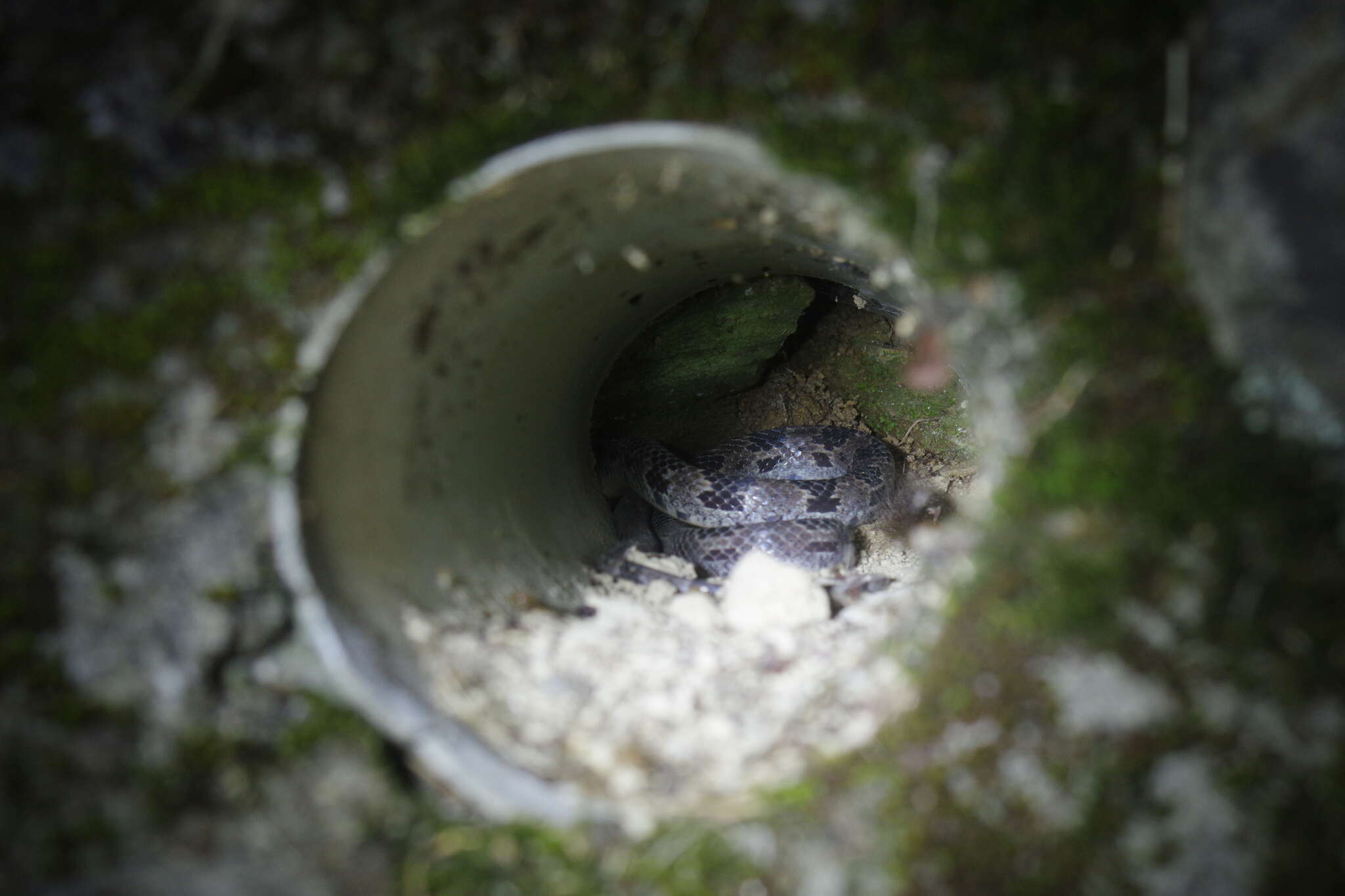 Image of Mountain Wolf Snake