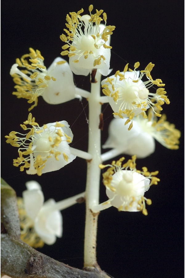 Image of Calophyllum apetalum Willd.