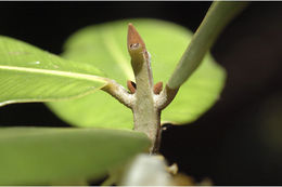 Image of Calophyllum apetalum Willd.