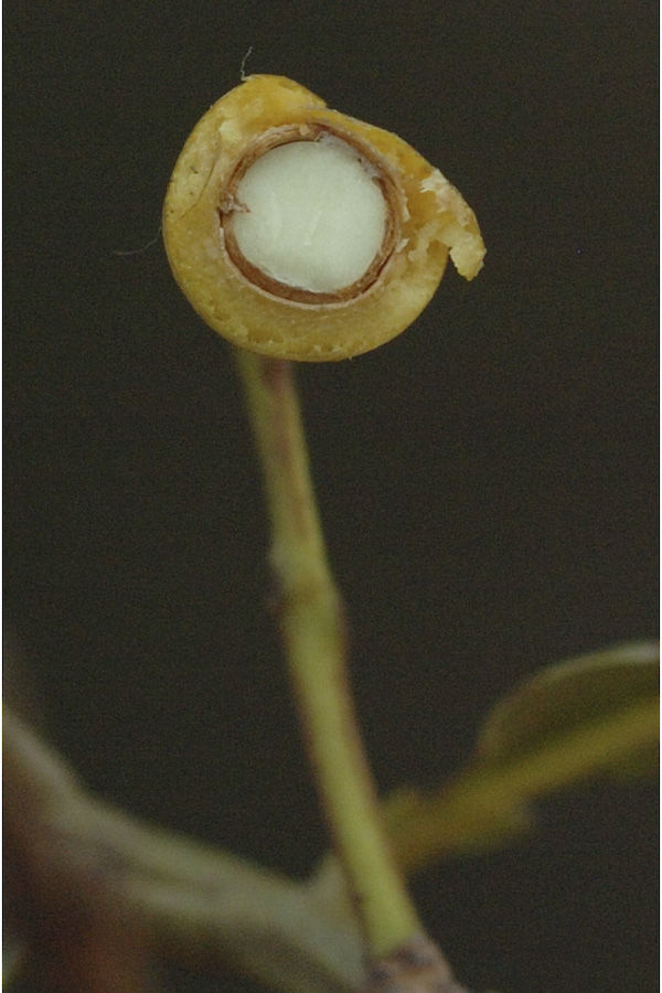 Image of Calophyllum apetalum Willd.