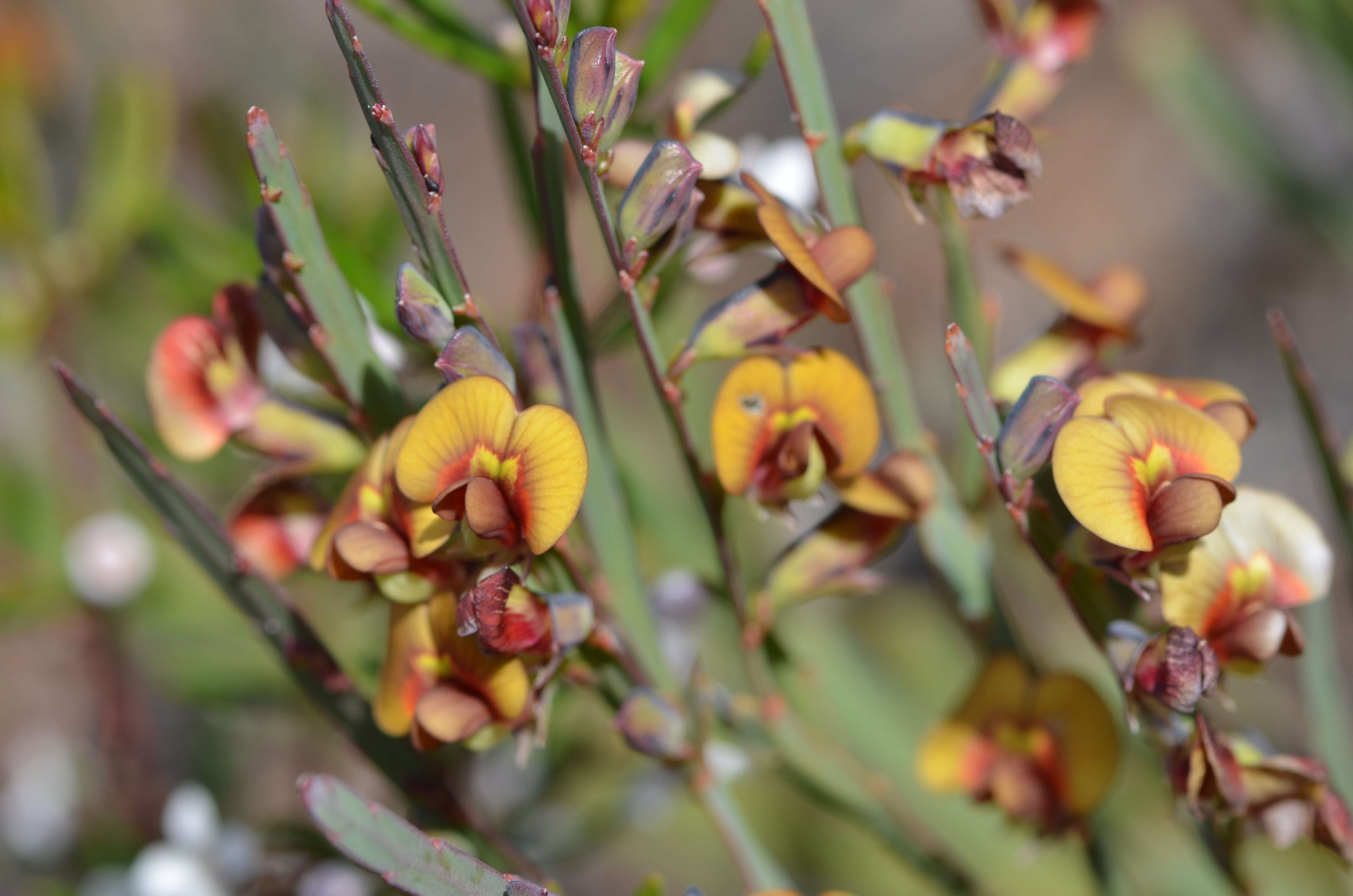 Sivun Bossiaea scolopendria (Andrews) Sm. kuva