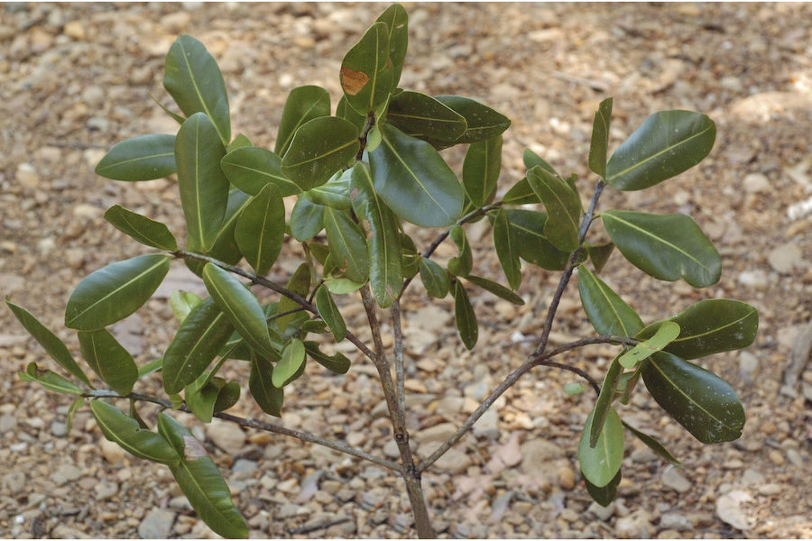 Image of Calophyllum apetalum Willd.