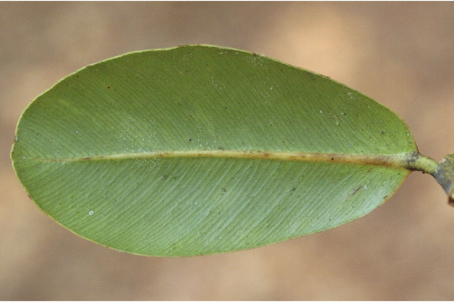 Image of Calophyllum apetalum Willd.