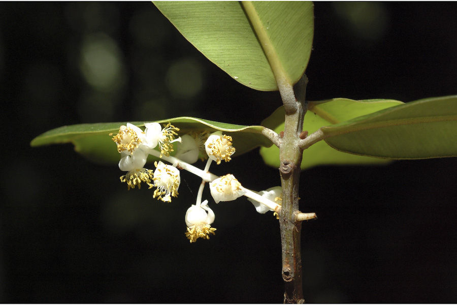 Imagem de Calophyllum apetalum Willd.