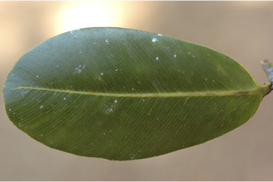 Image of Calophyllum apetalum Willd.