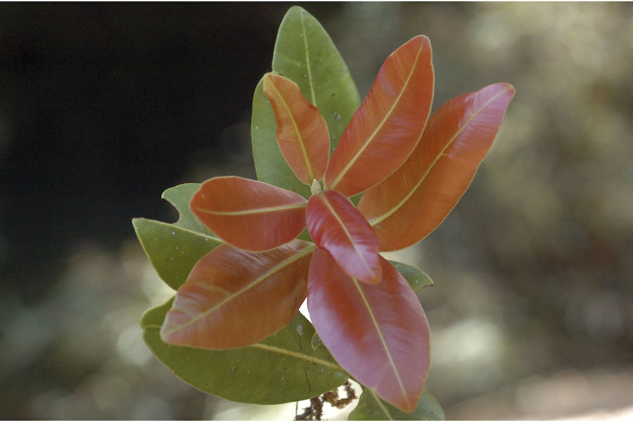 Image of Calophyllum apetalum Willd.