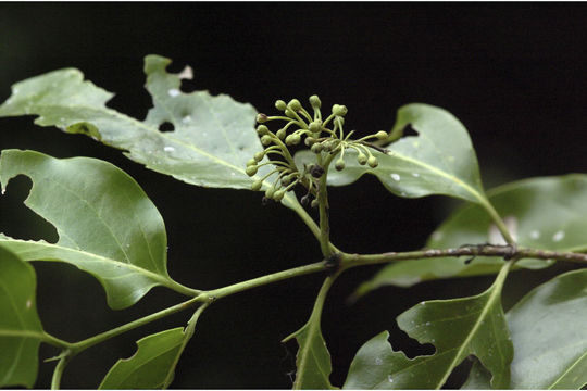 Sivun Psydrax umbellata (Wight) Bridson kuva