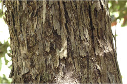 Image of Psydrax umbellata (Wight) Bridson