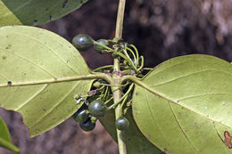 Image of Psydrax umbellata (Wight) Bridson