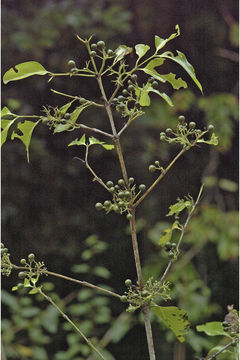 Image of Psydrax umbellata (Wight) Bridson