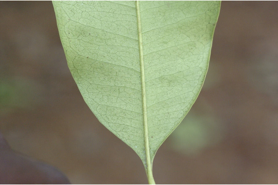 Слика од Chionanthus mala-elengi (Dennst.) P. S. Green