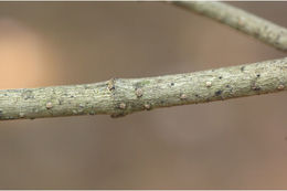 Слика од Chionanthus mala-elengi (Dennst.) P. S. Green