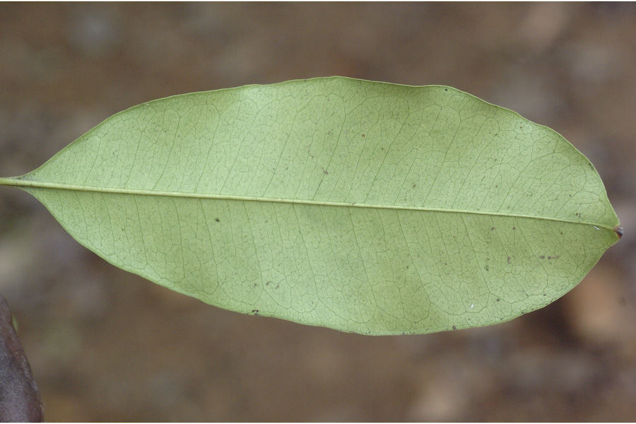 Слика од Chionanthus mala-elengi (Dennst.) P. S. Green