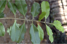 Слика од Chionanthus mala-elengi (Dennst.) P. S. Green