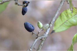 Слика од Chionanthus mala-elengi (Dennst.) P. S. Green