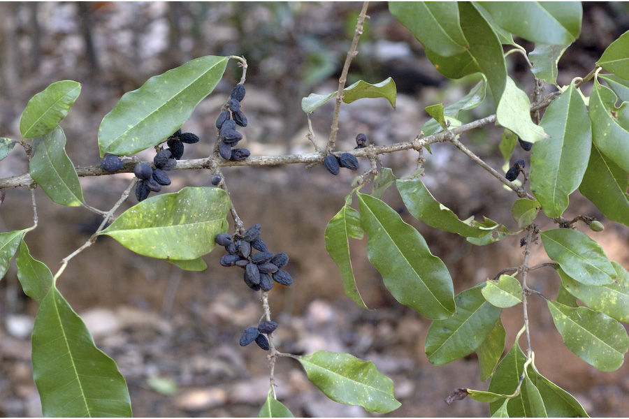 Слика од Chionanthus mala-elengi (Dennst.) P. S. Green