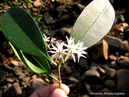 Слика од Chionanthus mala-elengi (Dennst.) P. S. Green