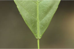 Plancia ëd Cleidion javanicum Blume