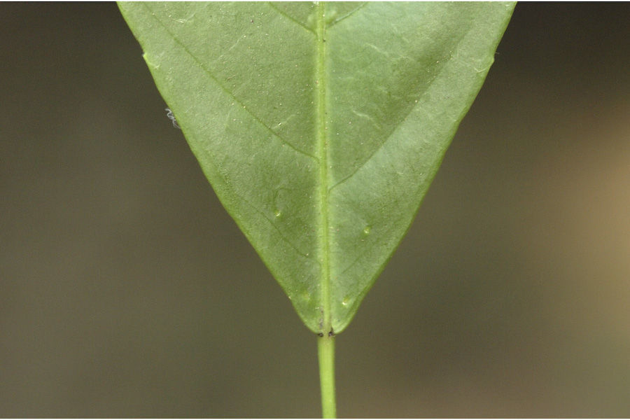 Plancia ëd Cleidion javanicum Blume