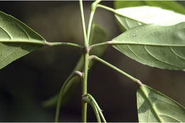 Plancia ëd Cleidion javanicum Blume