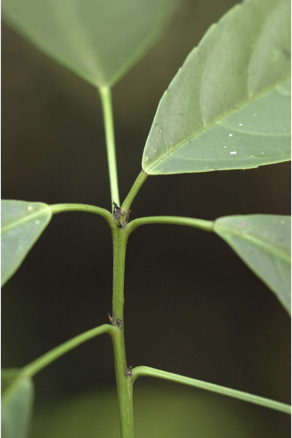 Plancia ëd Cleidion javanicum Blume