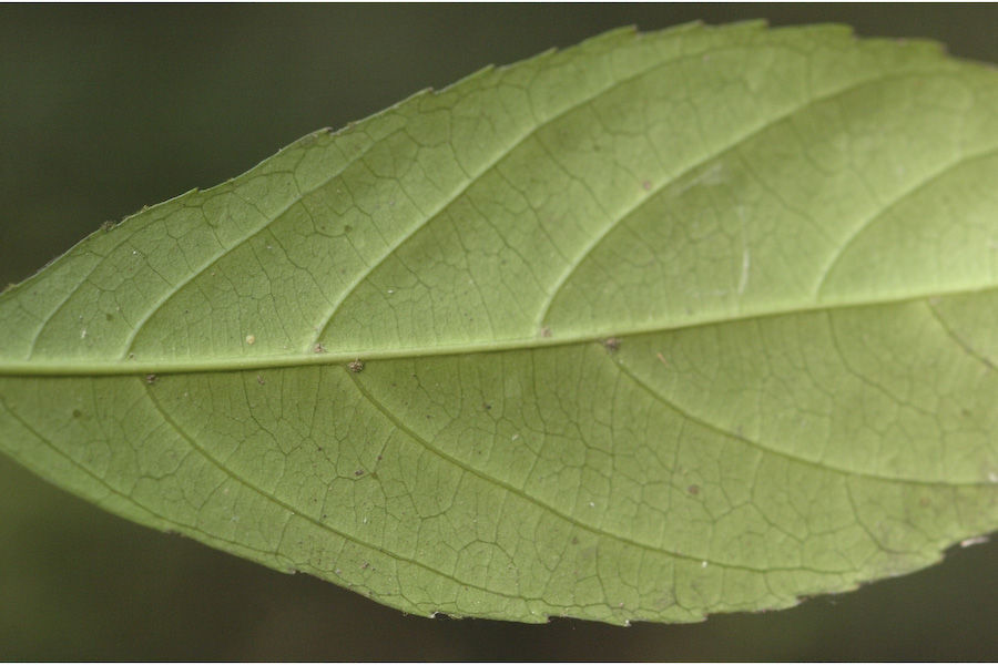 Plancia ëd Cleidion javanicum Blume