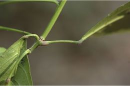 Plancia ëd Cleidion javanicum Blume