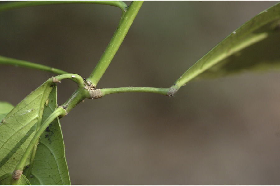 Plancia ëd Cleidion javanicum Blume