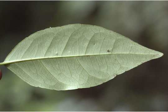 Image of Dimorphocalyx glabellus var. lawianus (Hook. fil.) Chakrab. & N. P. Balakr.