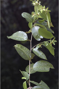 Image of Dimorphocalyx glabellus var. lawianus (Hook. fil.) Chakrab. & N. P. Balakr.