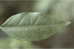Image of Dimorphocalyx glabellus var. lawianus (Hook. fil.) Chakrab. & N. P. Balakr.