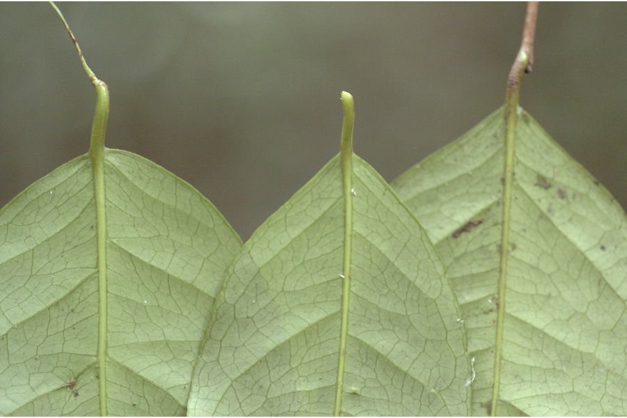 Image of Dimorphocalyx glabellus var. lawianus (Hook. fil.) Chakrab. & N. P. Balakr.