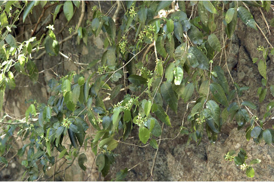 Image of Dimorphocalyx glabellus var. lawianus (Hook. fil.) Chakrab. & N. P. Balakr.