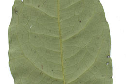 Image of Dimorphocalyx glabellus var. lawianus (Hook. fil.) Chakrab. & N. P. Balakr.