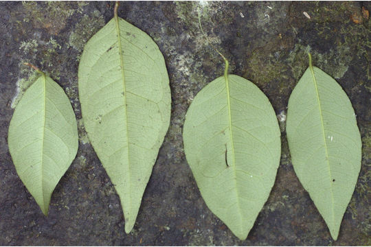 Image of Dimorphocalyx glabellus var. lawianus (Hook. fil.) Chakrab. & N. P. Balakr.