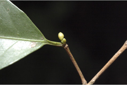 Image of Dimorphocalyx glabellus var. lawianus (Hook. fil.) Chakrab. & N. P. Balakr.