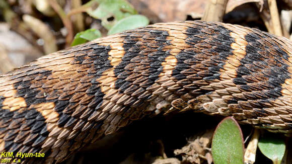 Gloydius intermedius (Strauch 1868) resmi