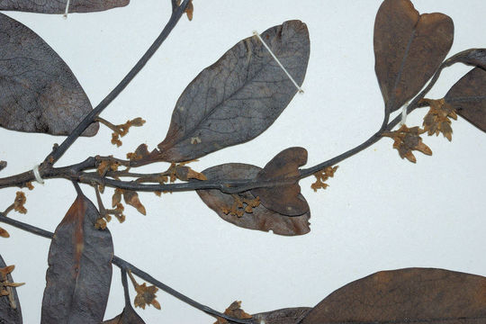 Image of Diospyros affinis Thwaites