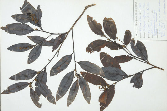 Diospyros affinis Thwaites的圖片