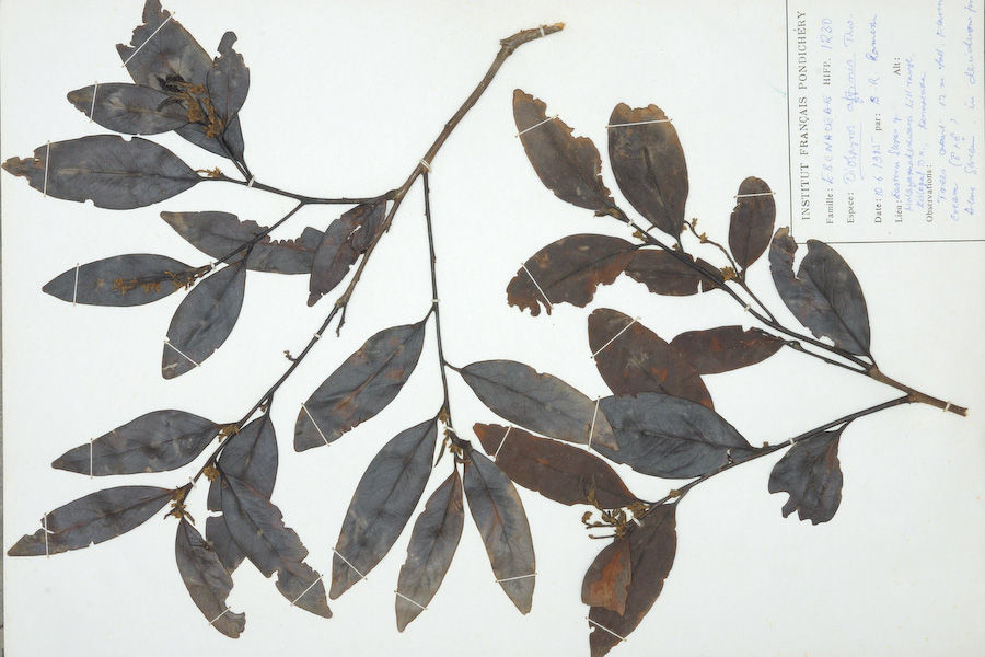 Image of Diospyros affinis Thwaites