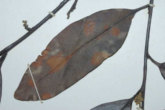 Diospyros affinis Thwaites的圖片