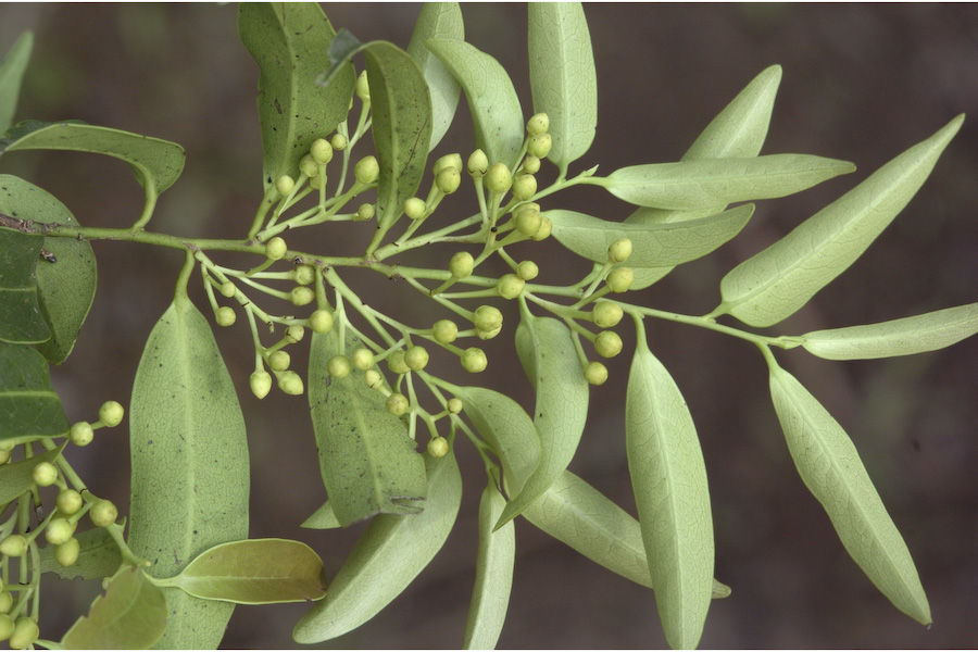 Image de Diospyros foliolosa Wall. ex A. DC.