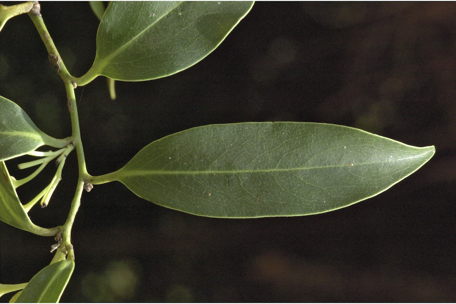 Image de Diospyros foliolosa Wall. ex A. DC.