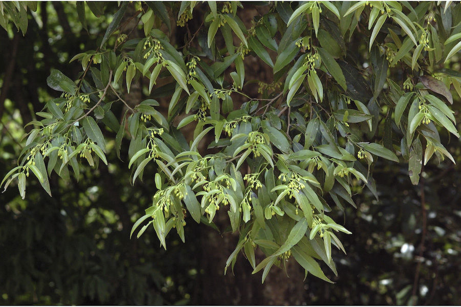 Image de Diospyros foliolosa Wall. ex A. DC.