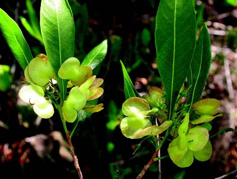 Image of Florida hopbush