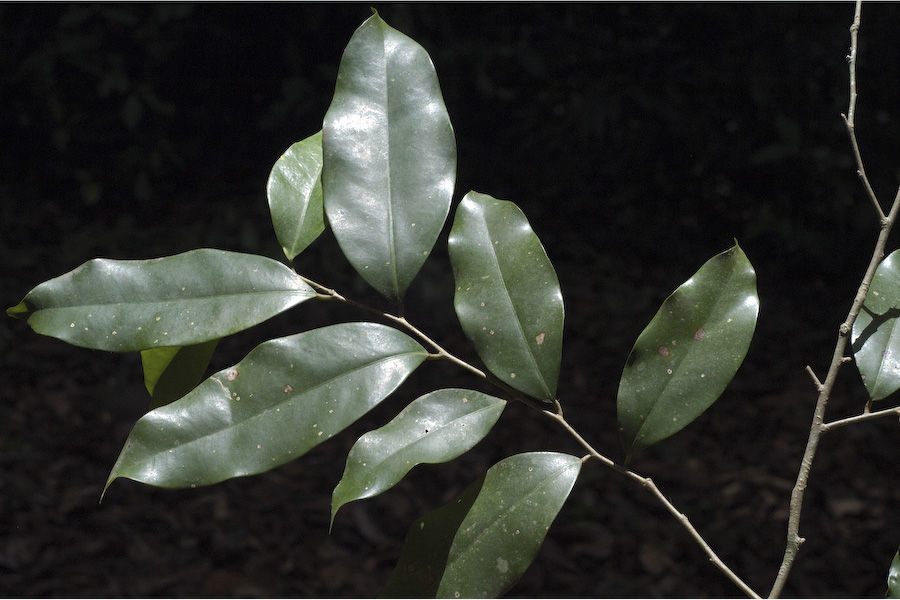 Image of Drypetes venusta (Wight) Pax & K. Hoffm.