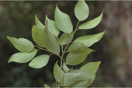 Image of Drypetes porteri (Gamble) Pax & K. Hoffm.