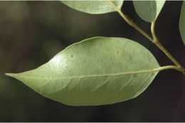 Image of Drypetes porteri (Gamble) Pax & K. Hoffm.