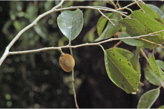 Image of Drypetes porteri (Gamble) Pax & K. Hoffm.