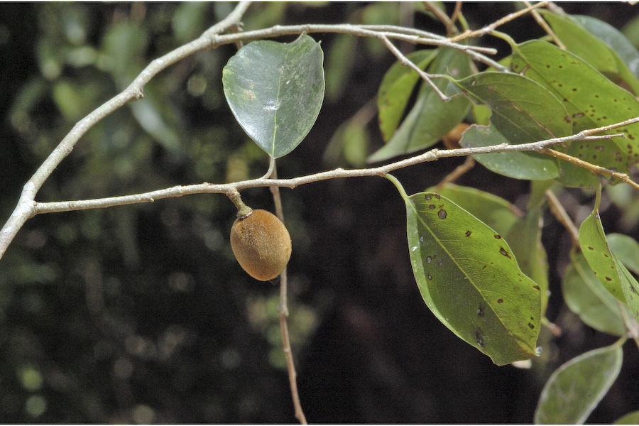 Image of Drypetes porteri (Gamble) Pax & K. Hoffm.